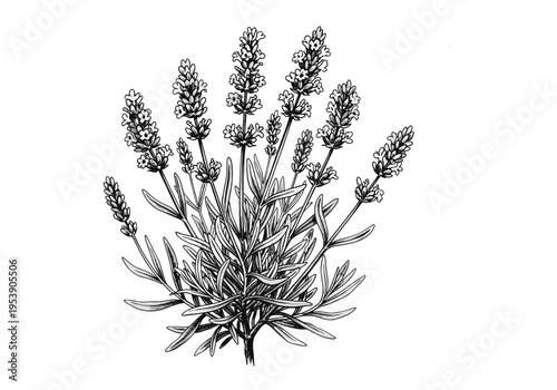 Detailed black and white illustration of a lavender plant with delicate blooms and slender leaves