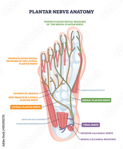 Plantar nerves anatomy sketch maps sensory pathways in the sole, highlighting medial plantar nerve, lateral plantar nerve, and tibial nerve for educational clarity. Outline diagram