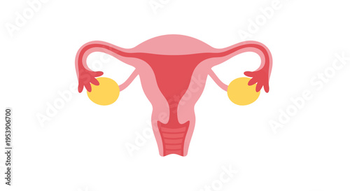 Female Reproductive System Vector Illustration, Medical Anatomy, Healthcare Design