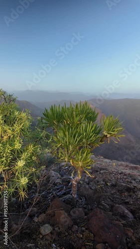 Green endemic plant growing on a rocky volcanic peak with a stunning view of a mountain range covered by Calima, a Saharan dust haze, on a clear day in the Canary Islands, Spain