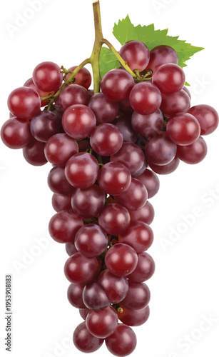 Bunch of red grapes with green leaves for food and wine production, isolated on white background