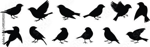 Bird silhouette set, black flying and perched birds collection, various avian poses vector illustration, wildlife nature elements, isolated minimal design, decorative icons