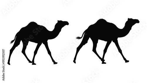 Two camels in silhouette one larger than the other appearing to walk