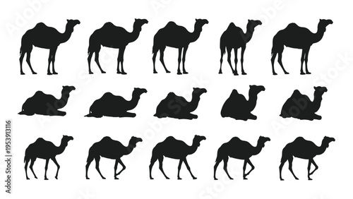 Silhouette collection of camels in various poses and positions high quality