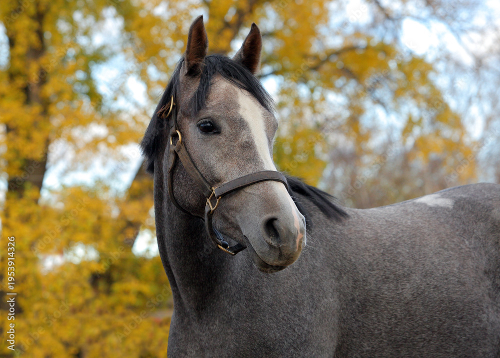 Obraz premium Arabian race horse portrait on the autumn background