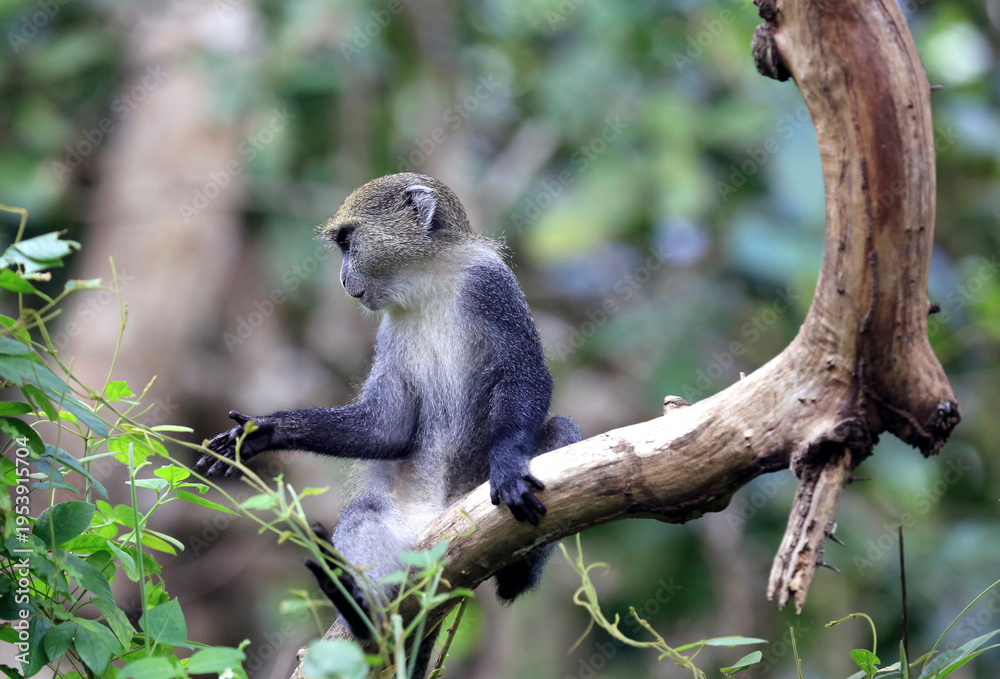 Fototapeta premium Blue monkey perched on a tree branch reaching out to green leaves in a forest