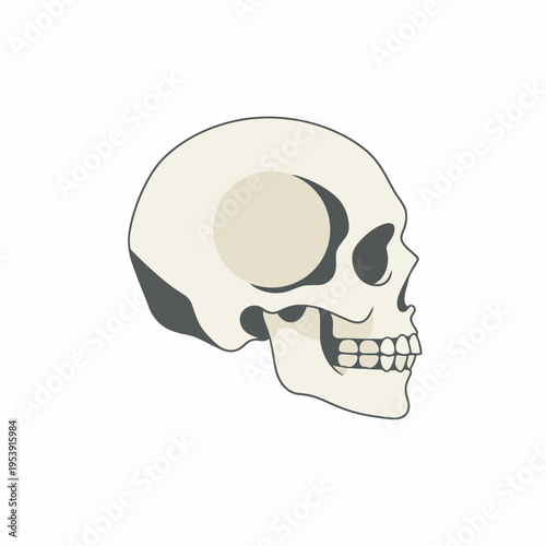 Human Skull Profile Anatomy