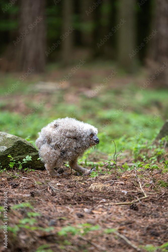 Fototapeta premium Young Eurasian eagle-owl (Bubo bubo) chick walking on forest floor
