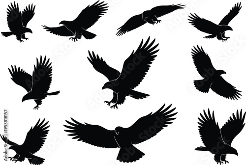 Eagle silhouettes collection in flight, black vector birds of prey with detailed wings, dynamic flying poses isolated on white background