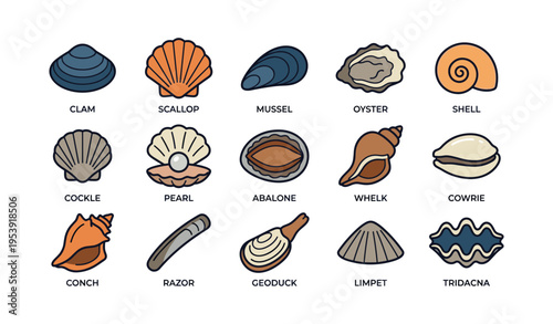 Illustrated collection of various seashells and mollusks