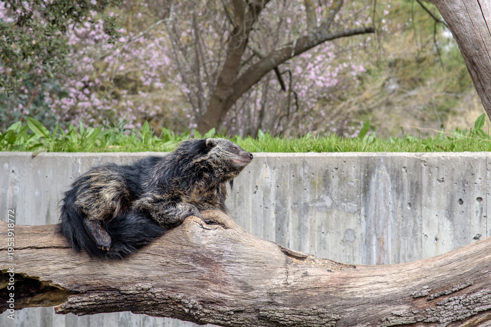 Fototapeta premium Binturong Resting on Tree Branch