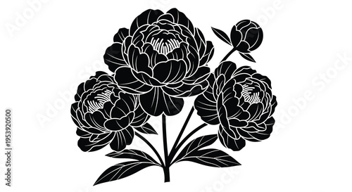 A striking black and white illustration depicts a cluster of blooming peony flowers with leaves high quality