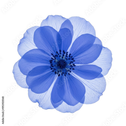 A stunning blue anemone flower with delicate petals and intricate details isolated on transparent background