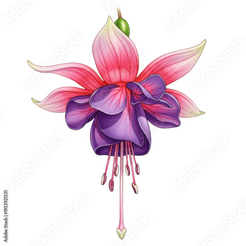 A vibrant and intricate close-up of a blooming fuschia flower with delicate petals isolated on transparent background
