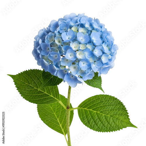 A vibrant blue hydrangea flower with lush green leaves in full bloom. isolated on transparent background