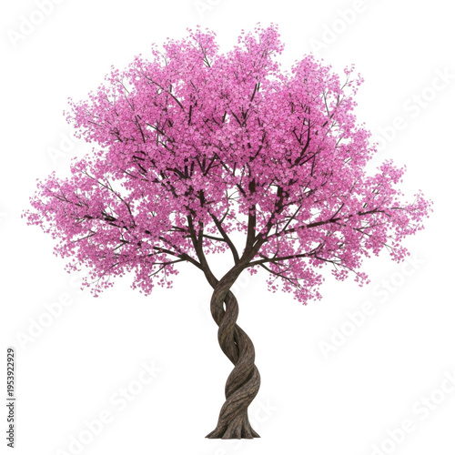 A beautiful blooming tree with vibrant pink flowers against a white background. isolated on transparent background