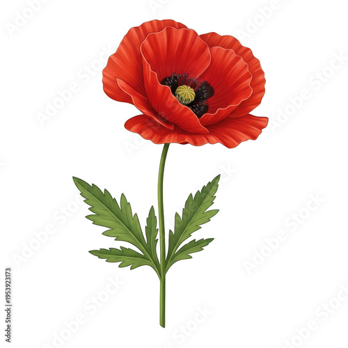 A vibrant red poppy flower with a green stem and leaves against a white background isolated on transparent background