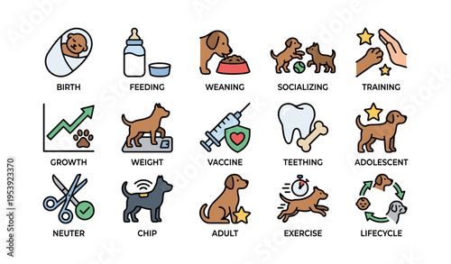 Lifecycle stages of dogs: from birth to adulthood including training and socializing