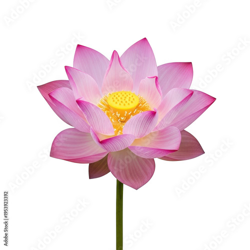 A delicate pink lotus flower with a white center blooming in a serene setting isolated on transparent background