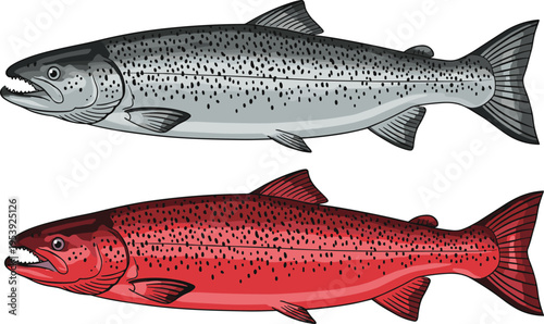 A detailed digital illustration showing two salmon fish with distinct red and silver color tones Vector, illustration