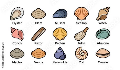 Illustrated collection of various seashells with names