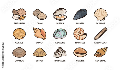 Colorful sea shell collection featuring various marine species