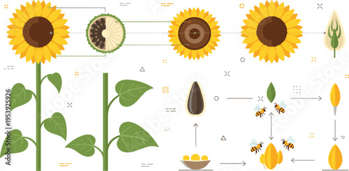 Sunflower anatomy and pollination process with seeds structure, plant lifecycle and bee interaction educational infographic flat vector illustration