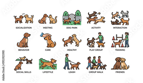 Dog socialization activities: parks, training, and playgroups for canine interaction