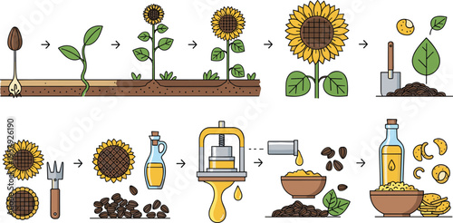 Sunflower growth and oil production process set from seed to plant and extraction, agriculture farming infographic flat vector illustration