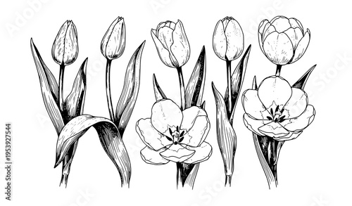 Botanical tulip flower vector illustration set with realistic blooming stages detailed floral line art for spring projects