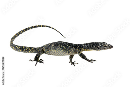 Tableau sur toile The Mangrove monitor (Varanus indicus) isolated on white background, a Mangrove