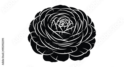 A striking black and white silhouette depicts a fully bloomed ranunculus flower with intricate details