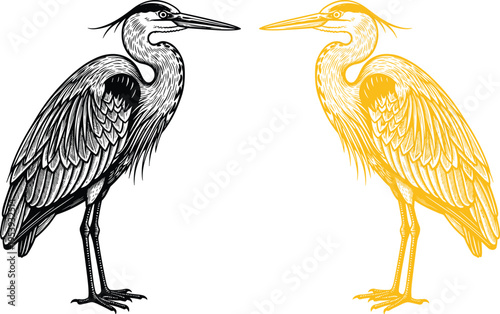 Detailed heron bird engraving illustration vintage wildlife vector set black and gold line art standing wading bird isolated design