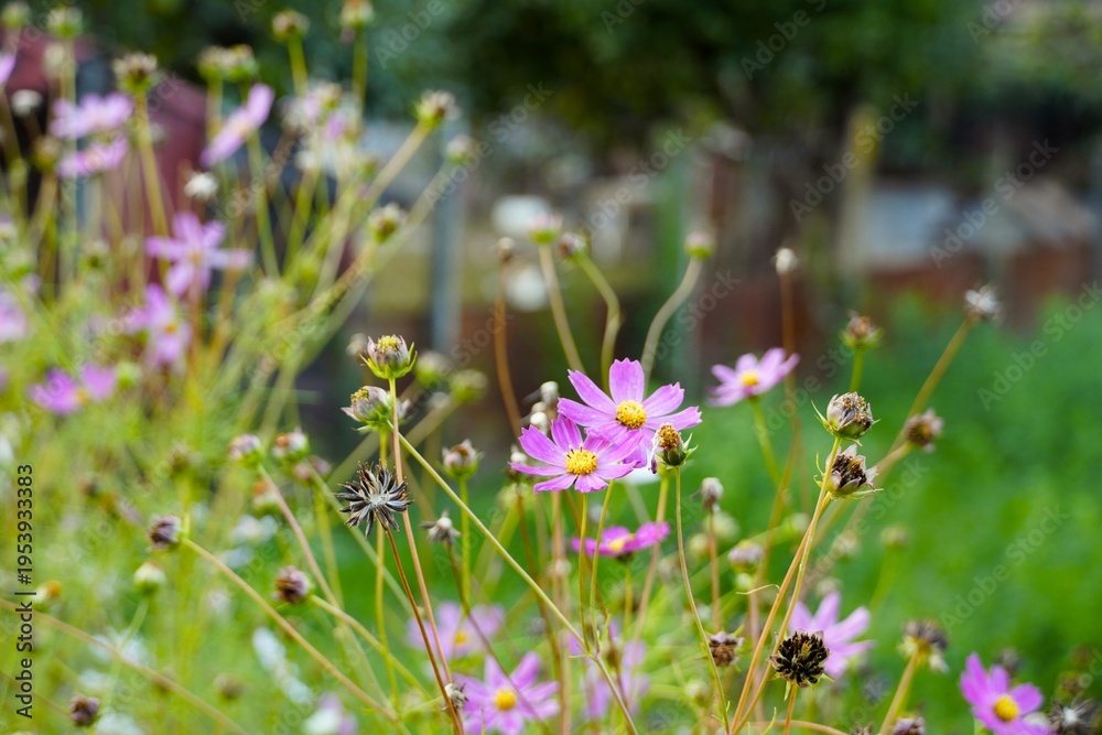 Obraz premium Travel romania transilvania targu mures cosmos flowers blooming in a natural garden setting