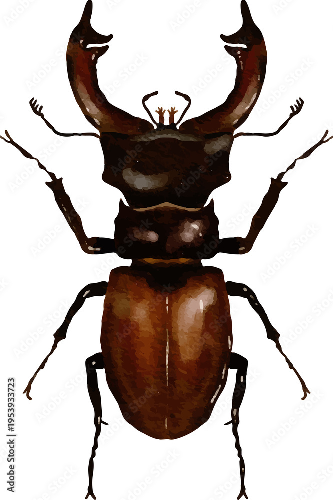 Fototapeta premium Stag Beetle Insect Macro Detail Dark Background