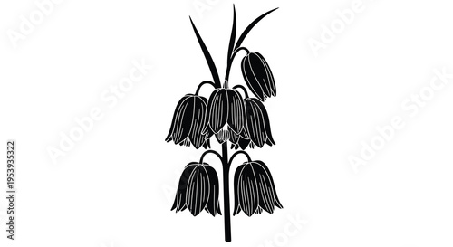 A striking black and white illustration depicts a cluster of elegant drooping fritillaria flowers high quality professional