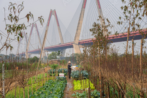 Vegetable and flower plots grow beneath modern bridge structure in Nhat Tan Hanoi blending rural agriculture with urban infrastructure in unique landscape scene