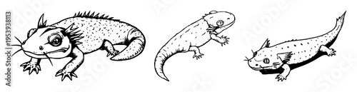 Axolotl set with detailed woodcut style illustration featuring rare amphibian, black ink, vintage style with white background and intricate design
