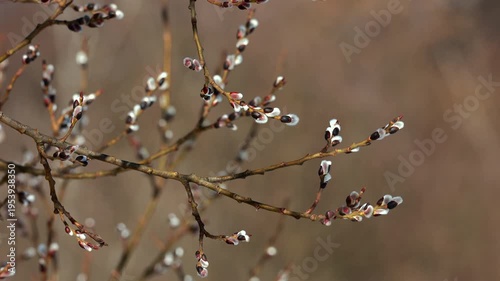 Close up of fluffy pussy willow catkins on branches in spring