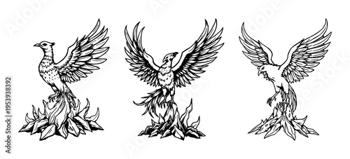 Phoenix bird set with detailed woodcut style illustration featuring mythical aesthetic, black ink, rising from ashes with white background and avian theme