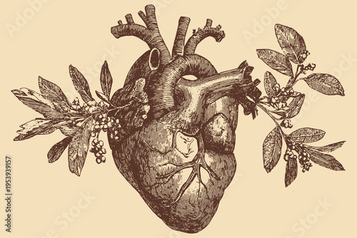 The human heart, olive branches and leaves sprouting from arteries, tattoo stencil design, vector illustration.