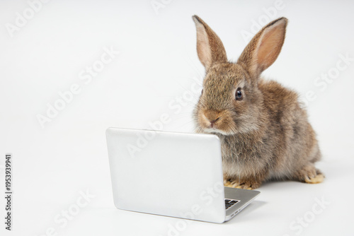 intelligent rabbit using laptop computer for work, isolated on white background