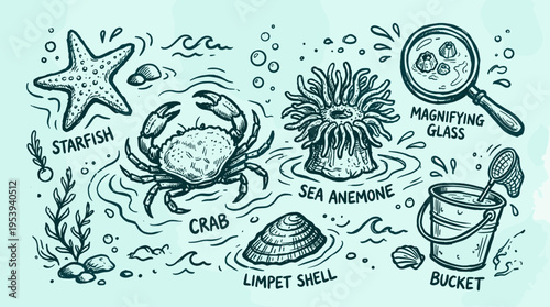 Hand drawn sea life collection with starfish crab sea anemone and beach tools