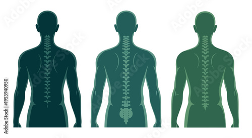 Human spine anatomy in three shades.