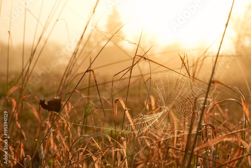Photography Travel romania transilvania targu mures spider web covered in dew drops at sunri