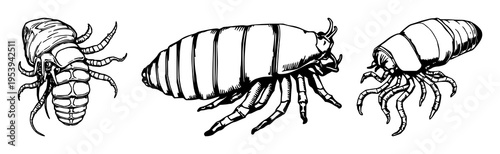 Deep-sea giant isopod set with hand-drawn scientific illustration in antique woodcut style featuring marine, biology, illustration with white background and line art