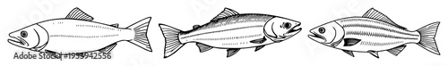 Salmon fish set with continuous line art drawing style featuring minimalist, black linear sketch with seafood and aquatic animal
