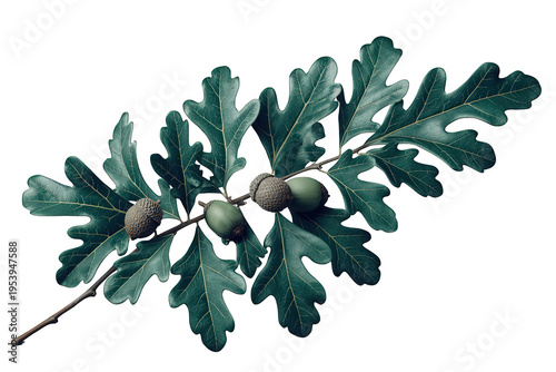 Oak branch with green leaves and developing acorns, plant botany and nature design element, transparent background