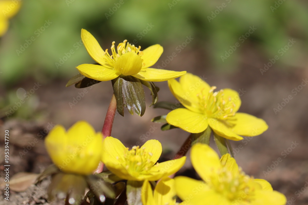 Fototapeta premium Flowering yellow winter aconite (Eranthis hyemalis) in spring garden
