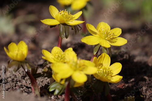 Photos Flowering yellow winter aconite (Eranthis hyemalis) in spring garden